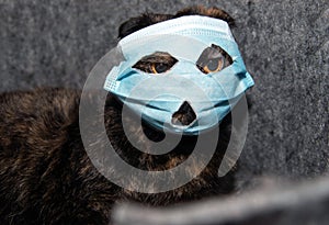 Cat in medical mask. A black cat looks through a medical mask