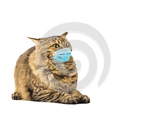 Cat in a medical mask. Protective face mask for animals. COVID-19, Coronovirus, hantavirus concept photo