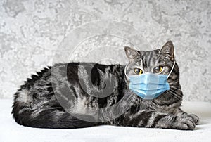 Cat in a medical mask. Quarantined cat concept.