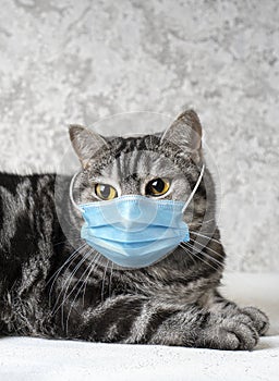 Cat in a medical mask. Quarantined cat concept.