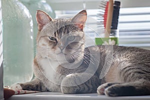 A cat meets the dawn, a tabby cat with big green eyes basking on a white windowsill