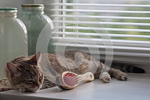 A cat meets the dawn, a tabby cat with big green eyes basking on a white windowsill