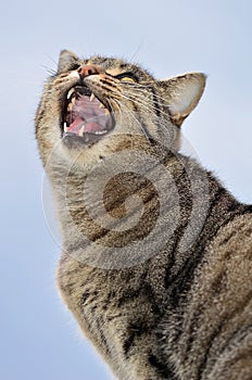 Cat meowing photo