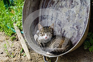 Cat in metal basin