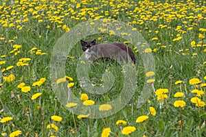 Cat in the middle of a field of dandelions.