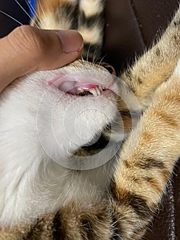 These cat milk deciduous teeth are replaced with no apparent effort in a matter of days after being together