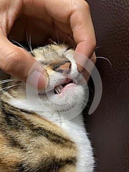 These cat milk deciduous teeth are replaced with no apparent effort in a matter of days after being together
