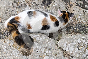 Cat mimicry on a rock