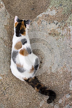 Cat mimicry on a rock