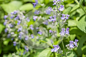 Cat mint flowers