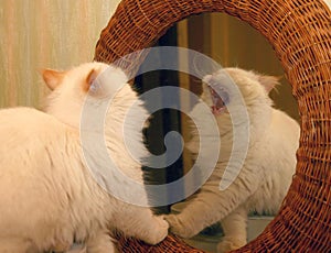 Cat Mirror Image