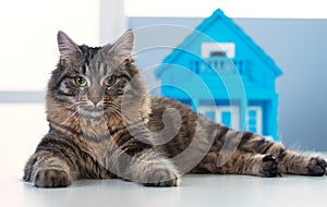 Cat and model house