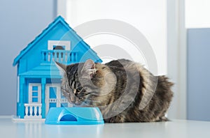 Cat and model house