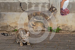 Cat model and a cat painting on the wall