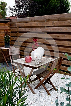 Cat in the modern garden