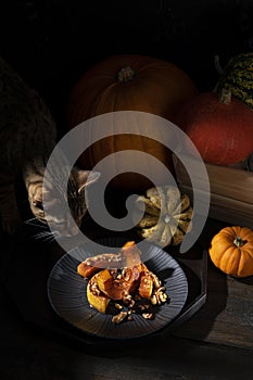 Cat in a moody pictorial still-life of roasted butternut squash pumpkin dusted with cinnamon, walnuts and honey