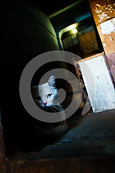 Cat in Morozov barracks