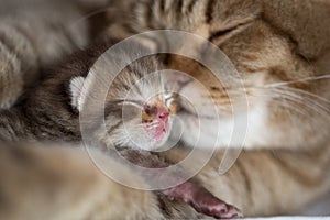 Cat mother and young kitten sleeping cheek to cheek together