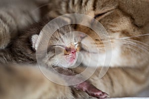 Cat mother and young kitten sleeping cheek to cheek together photo