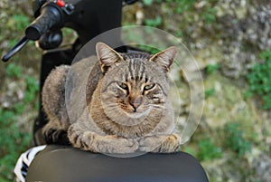 cat on a motobike in Tolfa