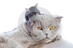 Cat and mouse img