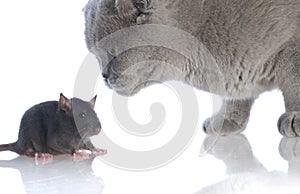 Cat and mouse