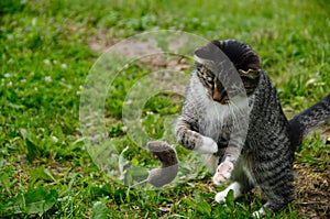 Cat and mouse photo