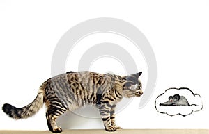 Cat and mouse