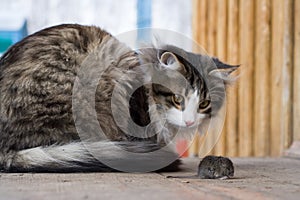 Cat and mouse photo