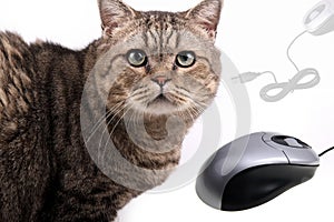 Cat and mouse