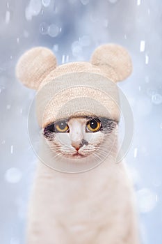 Cat in mouse hat in winter