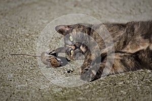 Cat and mouse II photo