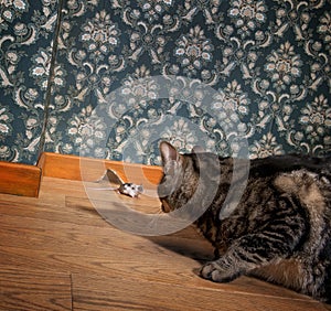 Cat and mouse in a luxury old-fashioned room