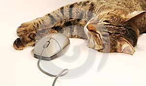 Cat and mouse