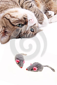 Cat with mouse toy