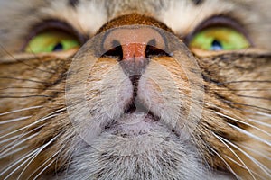 Cat mouth and nose close-up