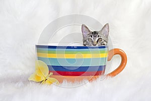 Cat in a mug.