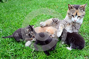 Cat-mum feeding kittens