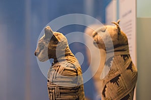 Cat mummies from egypt