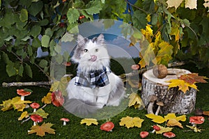 Cat mushrooms in the forest