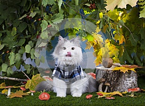 Cat mushrooms in the forest