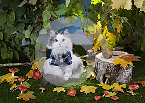 Cat mushrooms in the forest