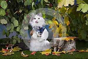 Cat mushrooms in the forest