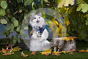 Cat mushrooms in the forest