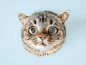 Cat muzzle on a blue background. View from above