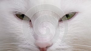 Cat muzzle closeup, green eyes white domestic cat