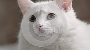 Cat muzzle closeup, green eyes white domestic cat