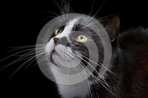 Cat muzzle with white whiskers