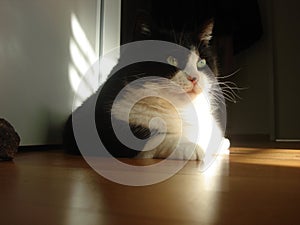 CAT photo