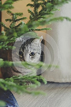 Cat with mysterious eyes peeking from behind a tree